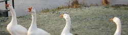 IMG_0087.JPG
